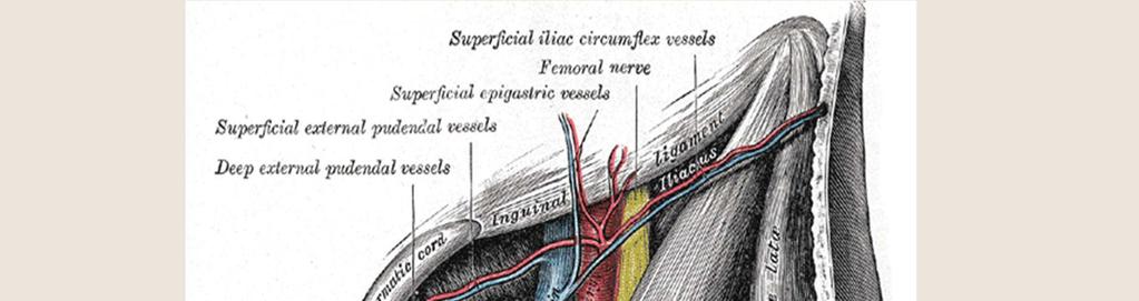 Nerves and vessels ASIS Femoral