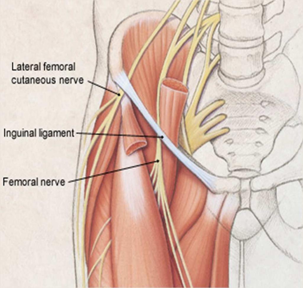Nerves Lateral