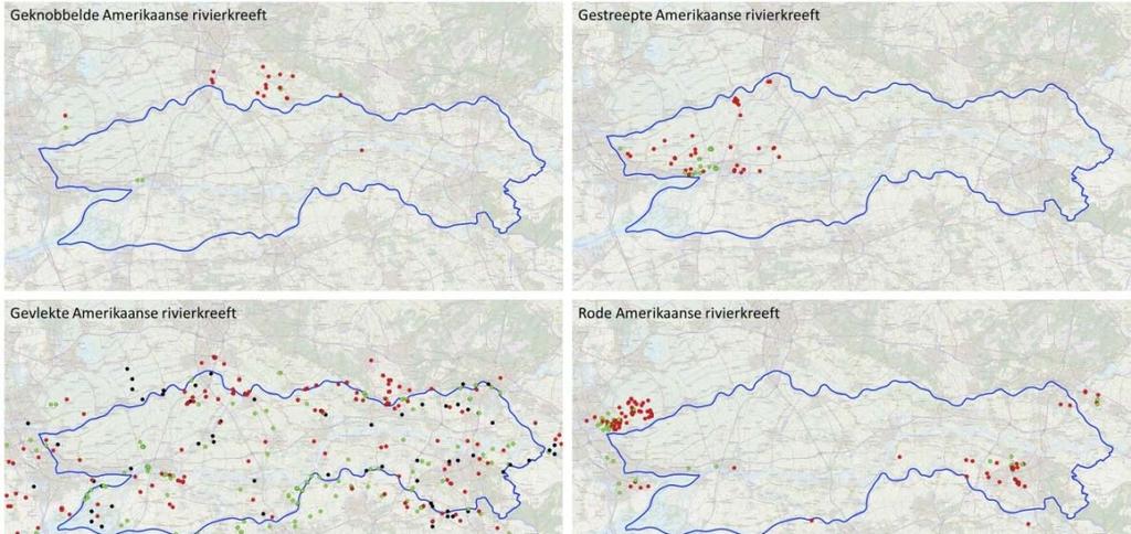 3.6 VERSPREIDING 3.6.1 Verspreiding kreeftensoorten in beheergebied De verspreidingen en het jaar van de eerste waarneming van invasieve kreeftensoorten en de Chinese wolhandkrab in het beheergebied