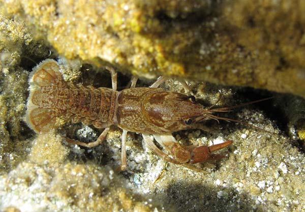 Marmerkreeft De marmerkreeft (Procambarus fallax f. virginalis, Figuur 3.14) staat ook op de Unielijst van invasieve exoten. Deze soort plant zich parthenogenetisch (ongeslachtelijk) voort.