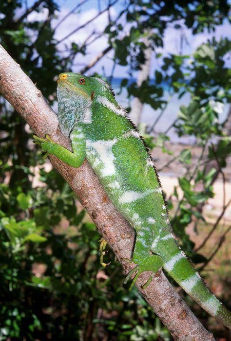 Fonds verstrekt ten behoeve van bouw headstart kooien Monuriki Island Crested Iguana (Brachylophus vitiensis) kweek en headstartproject Door Evert Henningheim Brachylophus-vitiensis.