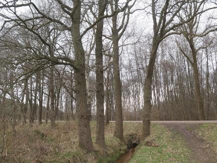 Schepersstraat. verblijfplaats voor vleermuizen.