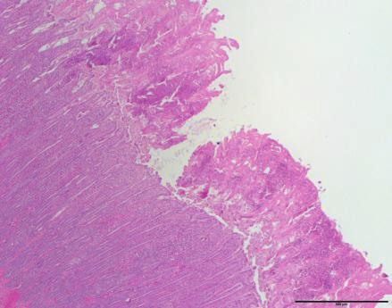 Rapportage Monitoring Diergezondheid Pluimvee - Vierde kwartaal K M Foto 5.6 Histologie van een ontstoken eendenspiermaag, ingezoomd op de koilinlaag (HE-kleuring).