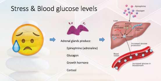 Definitie van ketoacidose 1. Hyperglycemie (boven 250 mg/dl) 2. Metabole acidose (ph < 7,3, bic <15mmol/l) 3.