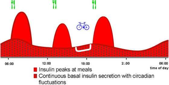 REGEL 2: NEVER STOP INSULIN REGEL 2: NEVER STOP INSULIN Grootste fout Kind eet niet, dus geen insuline nodig Basaal insuline is