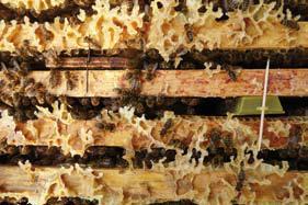 Broedaflegger Met (jonge) bijen en broed In drieraams of zesraams kastje Na 9 dagen invoeren met kluisje of