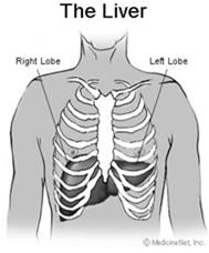 Leverparameters => Pathologieën Geneesmiddelen en de lever Anatomie van de