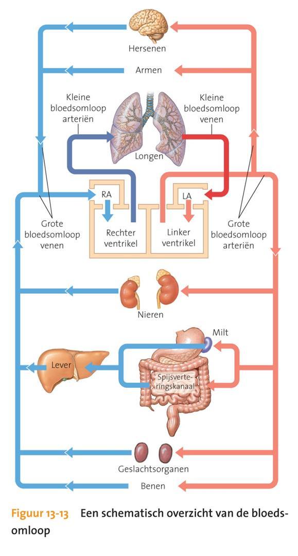 1. Overzicht bloedsomloop Hart als centrum circulatie :