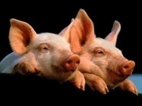 Saneringsregeling Varkenshouderij Voorwaarden (concept) subsidieregeling: op de locatie mogen geen varkens meer zijn, of dieren die onder andere intensieve veehouderij vallen bij verkoop
