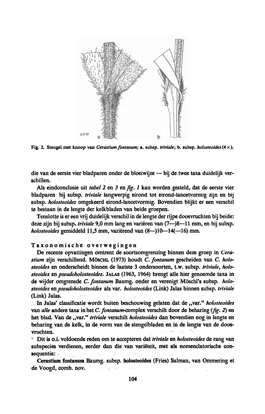 bij Fig. 2. Stengel met knoop van Cerastium fontanum; a. subsp. triviale; b. subsp. holosteoides(4 x). die van de eerste vier bladparen onder de bloeiwijze de twee taxa duidelijk verschillen.