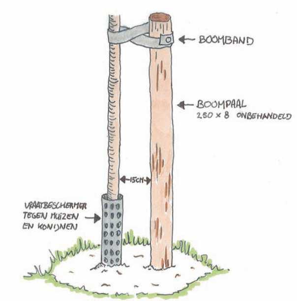 Bescherming van de jonge aanplant Algemene opmerking Initiatiefnemer dient er op toe te zien dat uitsluitend inheems plantmateriaal gebruikt wordt.