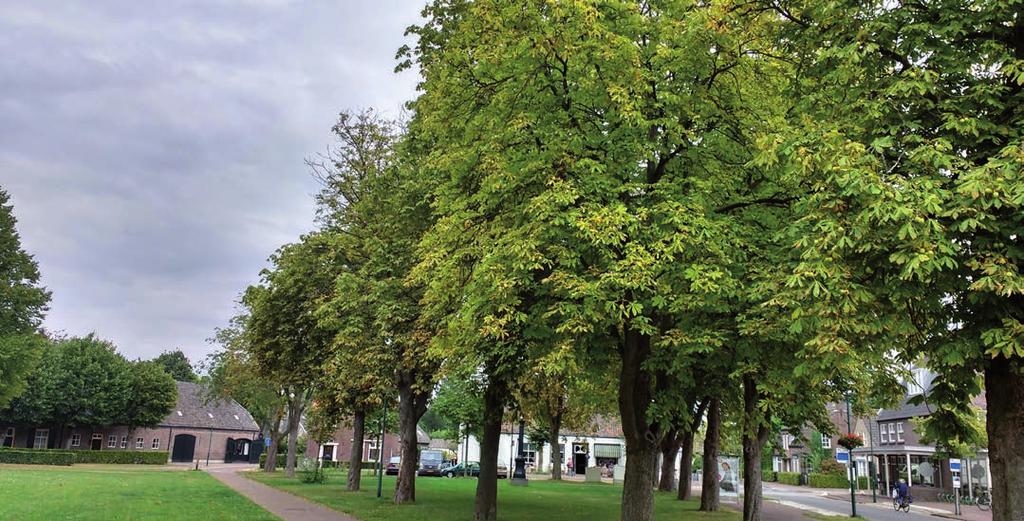 1 Witte en rode paardenkastanje 4 (Aesculus hippocastanum en Aesculus carnea) Aan de linkerkant van de Molenstraat staat een restant van een oude beukenhaag die al op kaarten uit de 19e eeuw terug