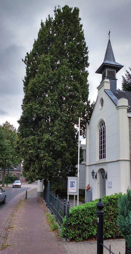 7 Krimlinde (Tilia europaea Euchlora ) 9 Leilinde (Tilia x europaea Euchlora ) Aan het eind van de Kerkstraat zien we aan de rechterkant op de hoek het oudste pand van Aarle-Rixtel, Hoeve de