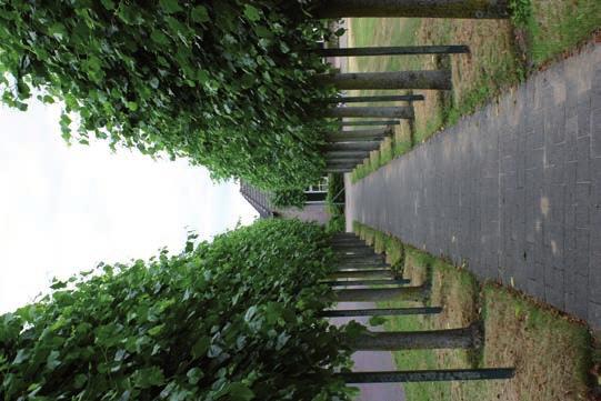 Tegenover de ingang van de muziekkiosk staat een Krimlinde. Linden komen van oudsher in het centrum van dorpen voor. Zij waren vaak de plek waar recht werd gesproken door de heer van het gebied.