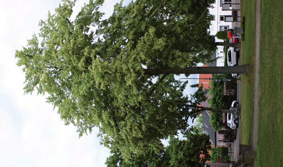 dorp. Naast de bomen vind je er de al eerder genoemde muziekkiosk en een schutsboom van het St. Margarethagilde met daarbij een steen die uit de oude parochiekerk van Aarle komt.