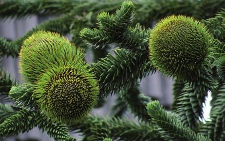 De preekstoel en het doopvont komen uit de oude parochiekerk van Aarle. Voor dit kerkje staat een piramidale eik. Meestal zie je eiken met een grote, brede kroon maar deze boom is smal en zuilvormig.