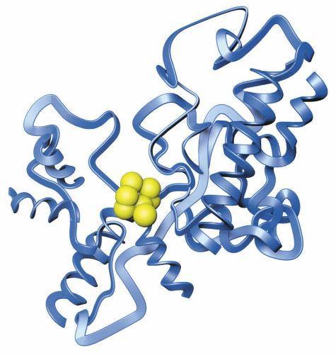 4.4 Botsende-deeltjesmodel Enzymen Een enzym bestaat uit een complexe