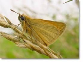 aangetroffen. In werd het eerste zwartsprietdikkopje op 18 juni waargenomen, net 1 dag eerder dan in 2008.