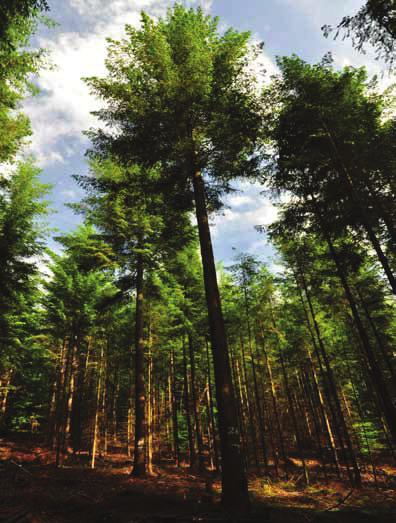 3 bosbeheer of bosecosysteembeheer, als het al nodig is om dit als aparte stromingen van natuurgericht beheer te onderscheiden.
