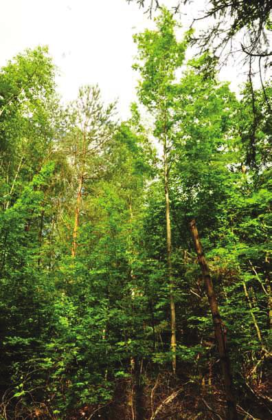 4 de eindopstand. Deze afstand is afhankelijk van boomsoort en groeiplaats en ligt tussen 9 en 18 m en bepaalt dan ook het maximum aantal toekomstbomen per ha.