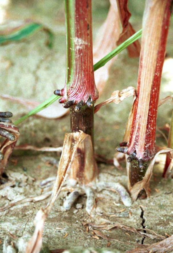Rhizoctonia Roest Soms treft men in sommige rassen een aantasting door roest aan, met name aan de bovenkant van het blad ontstaan verspreid voorkomende kleine, ronde, roestbruine sporenhoopjes.