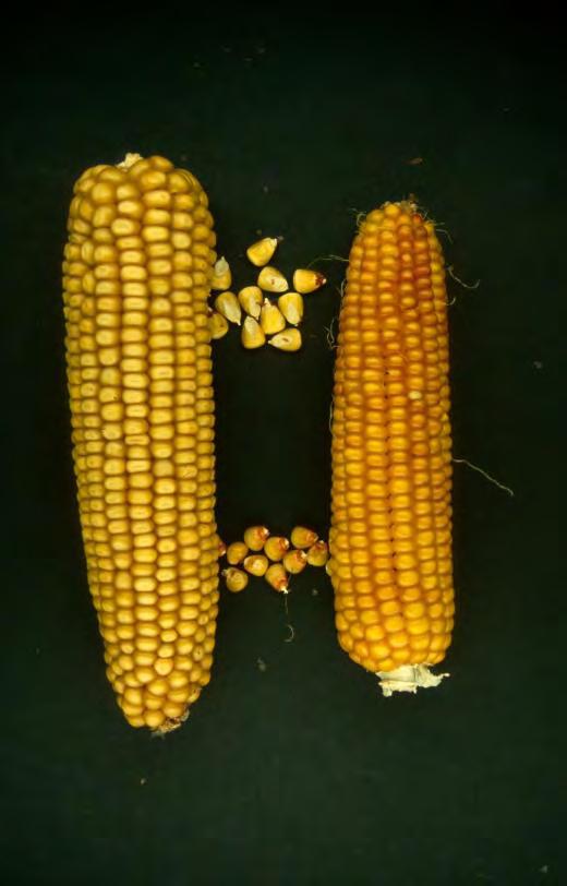 Dent- (links) en flintmaïs (rechts) De kolf bevindt zich op een korte steel en bestaat uit een spil die bezet is met een even aantal rijen vruchtbeginsels waaruit later de korrels groeien.