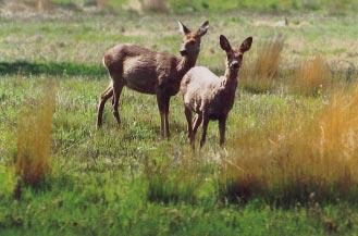 Wegen met aan één kant bos en aan de andere kant landbouwgronden met attractieve foerageermogelijkheden. Wegen door grotere bosgebieden, vooral als daarin dichte ondergroei tot aan de wegrand strekt.