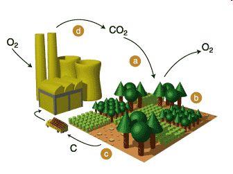 Bij bioenergie komt dezelfde CO2 snel vrij, maar halen