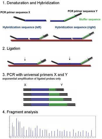 MLPA Multiplex Ligation-dependent Probe Amplification stukjes chromosoom zichtbaar maken met probe (m.b.v.