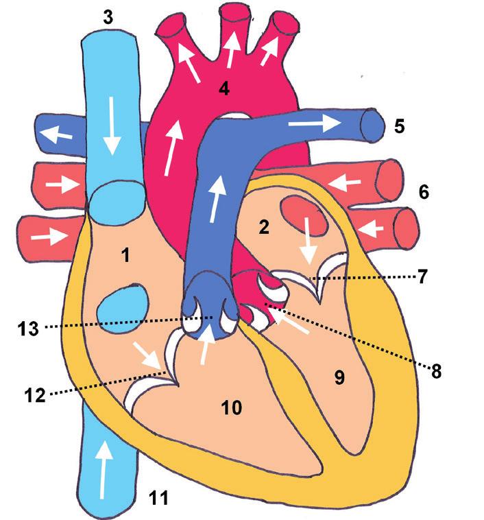 / 7 EENKAMERHART 02 DE WERKING VAN HET NORMALE HART Het gezonde hart is een spier die werkt als een pomp. Het zorgt ervoor dat het bloed voortdurend door je lichaam stroomt.