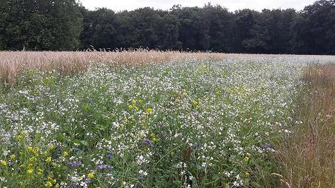 Voorintekening 2019 De voorintekening voor het agrarisch natuurbeheer vanaf 2019 zit er weer op. We hebben voor meerdere mensen weer diverse elementen ingetekend.