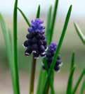 Muscari