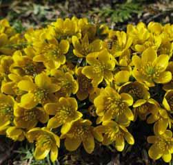 Eranthis hyemalis Orange Glow (Synoniem: E. hyemalis Aurantiaca en E. Copenhagen Orange ) Al in 1950 ontdekt door Jens Ole Pederson, Denemarken.