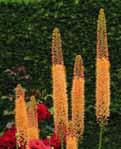 50 Eremurus BEHOORT TOT DE FAMILIE DER ASPHODELACEAE Nederlandse namen: Naald