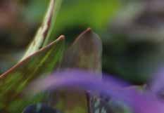 50 Erythronium denscanis Purple King
