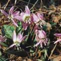 50 Erythronium denscanis Pink