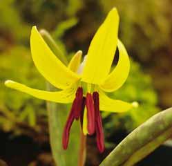 Erythronium x revolutum Kinfauns Pink Een hybride van E. revolutum x E.