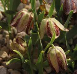 Fritillaria amana (Synoniemen: F. hermonis subsp. amana, F. guicciardii, F. ochridiana, F. unicolor, F. urmensis en F. zahnii) Intro: 1975 door E.K. Bells.