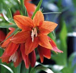 Fritillaria davisii Herkomst: Griekenland (het zuidoosten van de Peloponnesos). Vernoemd naar Dr. Peter H. Davis die deze Fritillaria daar in 1940 aantrof.