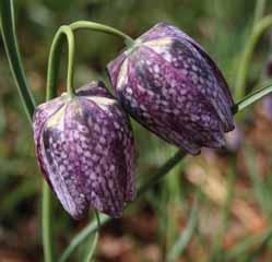 Fritillaria meleagris Eros Een nieuwe kievitsbloem, geselecteerd door A.H. Hoog. De bijzondere bloemkleur is bij het openen van de bloem grijsgroen en wit, de randjes van de bloemen roze.