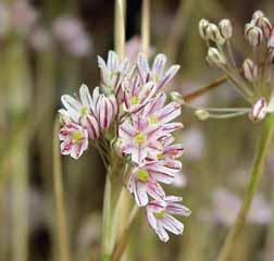 Allium beesianum Intro: 1914. George Forrest verzamelde deze schoonheid in Noordwest-Yunnan in Zuid-China en vernoemde deze naar de Firma Bees uit Noordwest-Engeland.