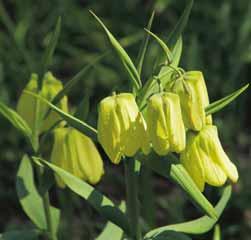 30-40 @3-5 #5 $6-8 %I. Z-L Fritillaria olivieri Inheems in het noorden van het Zagros Gebergte in Iran, in drassige weiden langs beken op 1800 tot 4000 meter hoogte.