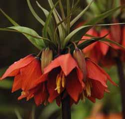 Vroeger bloeiend dan de bekende Fritillaria imperialis, zachtere tinten en betrouwbaar terugkomend.