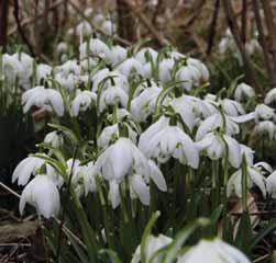 Galanthus Dionysus (Double Group) De dubbele sneeuwklokjes van Heyrick Greatorex zijn beroemd.