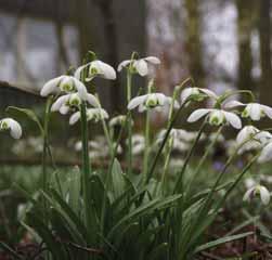 elwesii (Synoniem: G. elwesii) In 1874 ontdekte de Engelse plantenverzamelaar Henry John Elwes het grote sneeuwklokje. Het werd naar hem vernoemd, Galanthus elwesii.