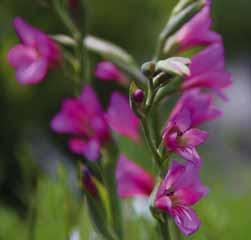 Het betreft hier een aanbod van een winterhard en makkelijk groeiend gladiooltje dat prima toepasbaar is in de border tussen de vaste planten.