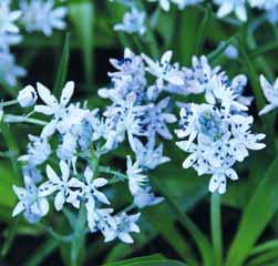 De geurende bloemen zijn bijzonder: het opgaande gedeelte van de bloem (de staander) is geelachtig groen terwijl het afhangende deel (de lip) zeer donkerpaars is, voorzien van een crème streep.