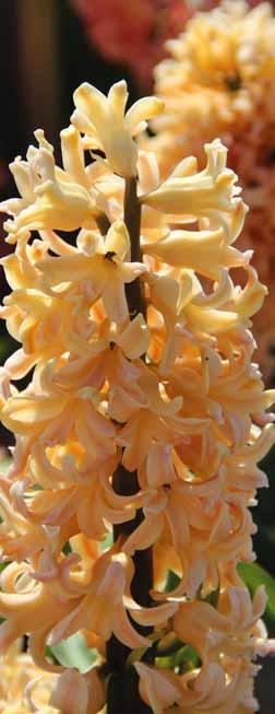 Hyacinthus orientalis Royal Navy