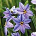 Ipheion BEHOORT TOT DE FAMILIE DER ALLIACEAE Oude Wijfjes. I.