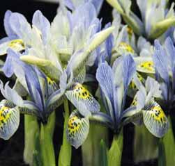 Iris hoogiana In 1913 door Van Tubergen geïntroduceerd. Direct in die jaren daarna, zijn er vele onderscheidingen en getuigschriften verdiend. Herkomst: Turkestan.
